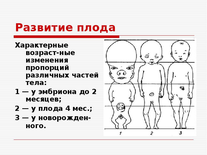 Представление о схеме тела у детей формируется к