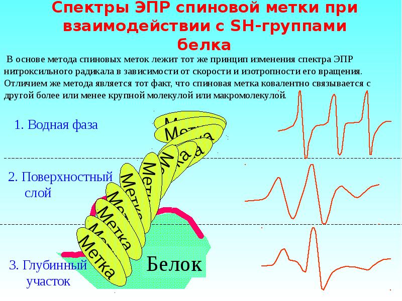 Электронно парамагнитный резонанс презентация