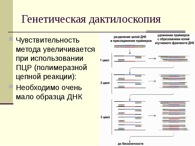 Вектор пцр