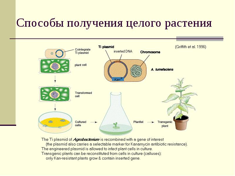 Получить целое