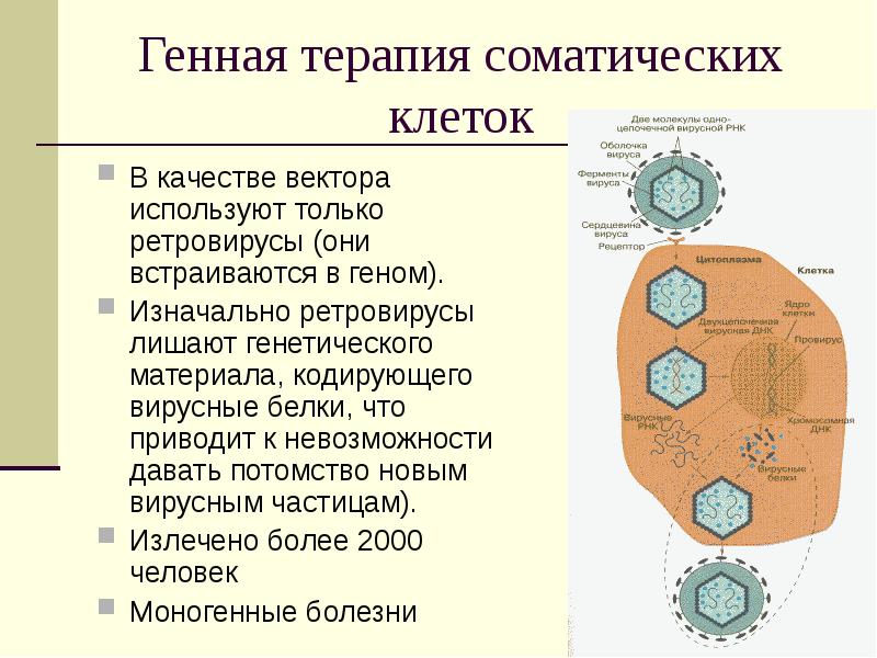 В соматической клетке лисицы содержится