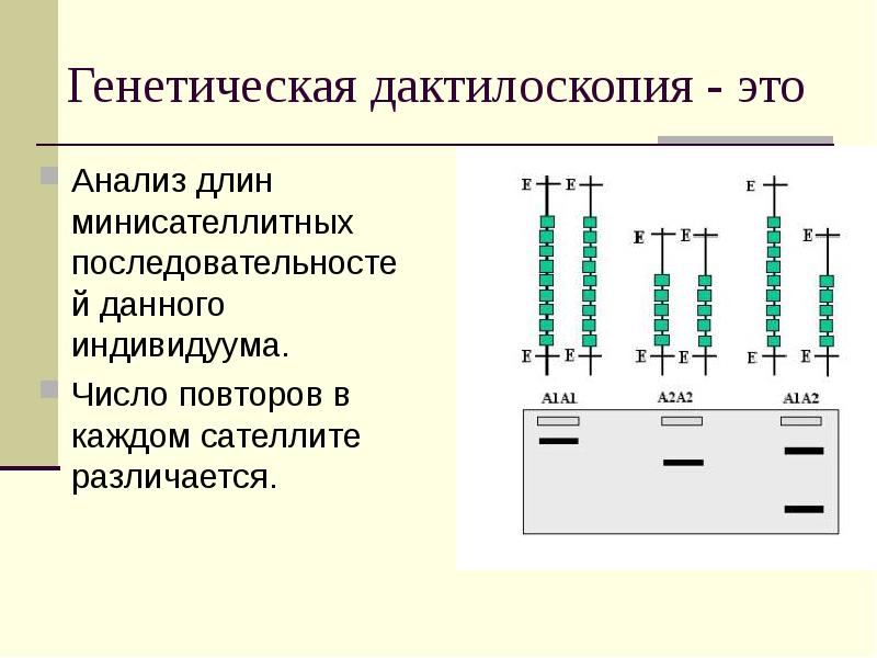 генотип hla dqa1 0501. генетическая дактилоскопия. метод геномной дактилоскопии. методы исследования днк в криминалистике. геномная дактилоскопия.