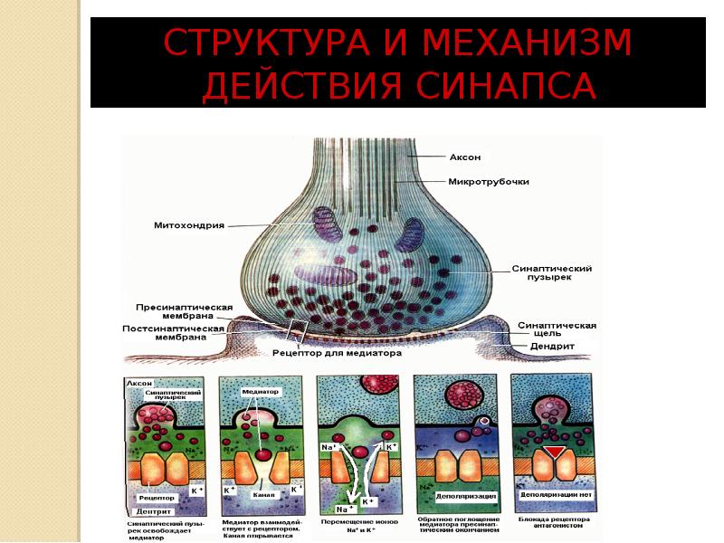 Схема электрического синапса