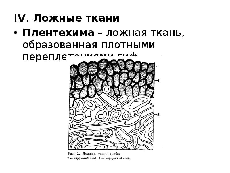 Плотный образованный. Ложные ткани грибов. Строение ткани гриба. Ложная ткань гриба. Структура ткани гриба.