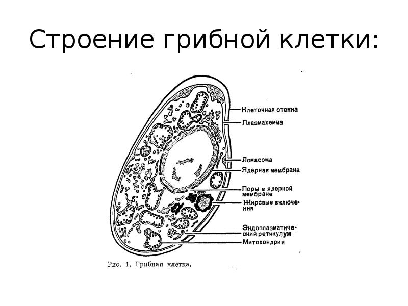 Строение грибной клетки: