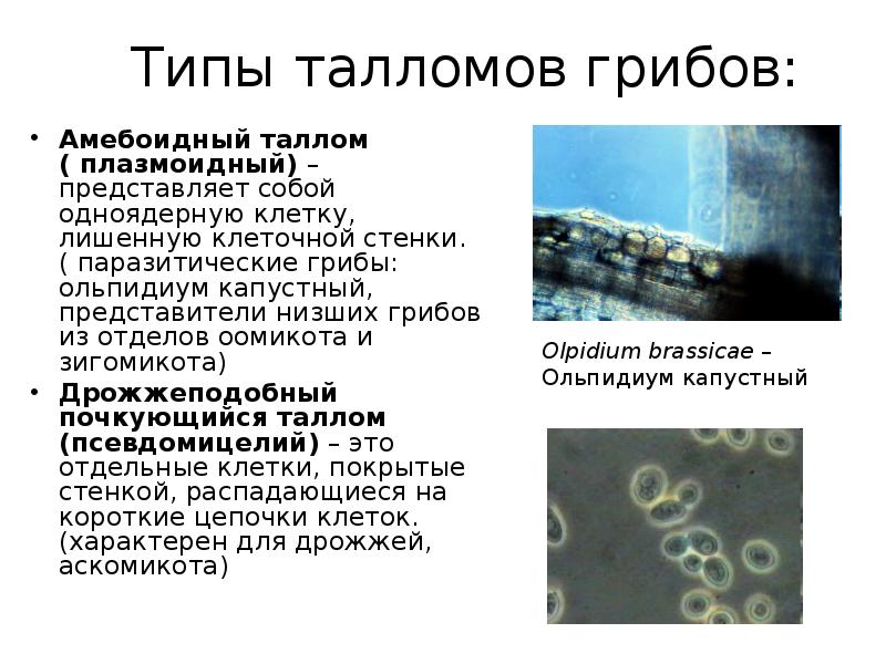 Типы талломов грибов: Амебоидный таллом ( плазмоидный) – представляет собой одноядерную