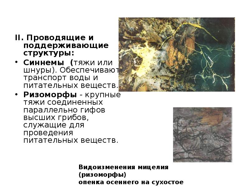 II. Проводящие и поддерживающие структуры: II. Проводящие и поддерживающие структуры: Синнемы