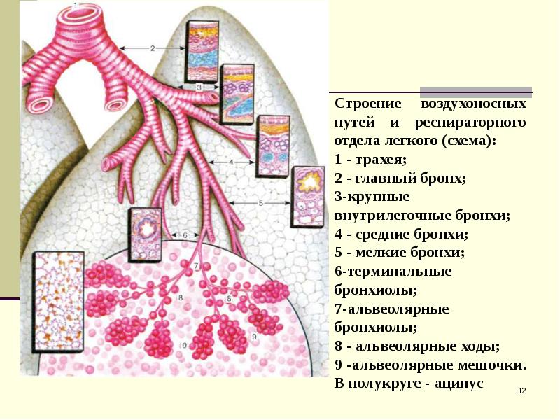 Дыхательная система гистология презентация