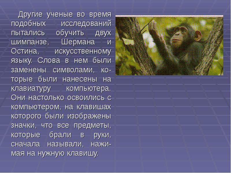 Шимпанзе подобрать прилагательное. Как называется речь животных. Род шимпанзе в русском языке. Текст про шимпанзе на английском. Есть ли речь у животных.