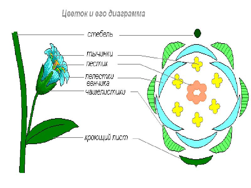 Рисунок покрытосеменных растений