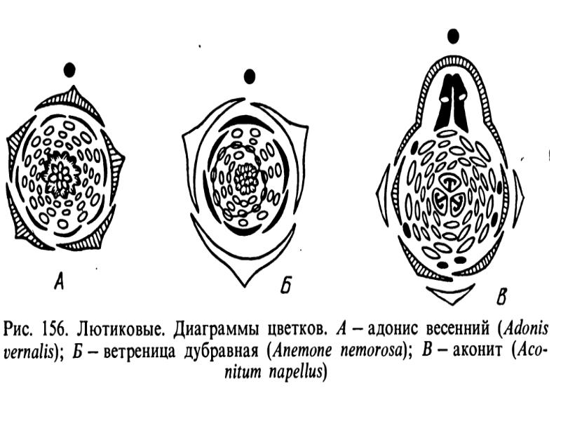 Лютик формула цветка и диаграмма