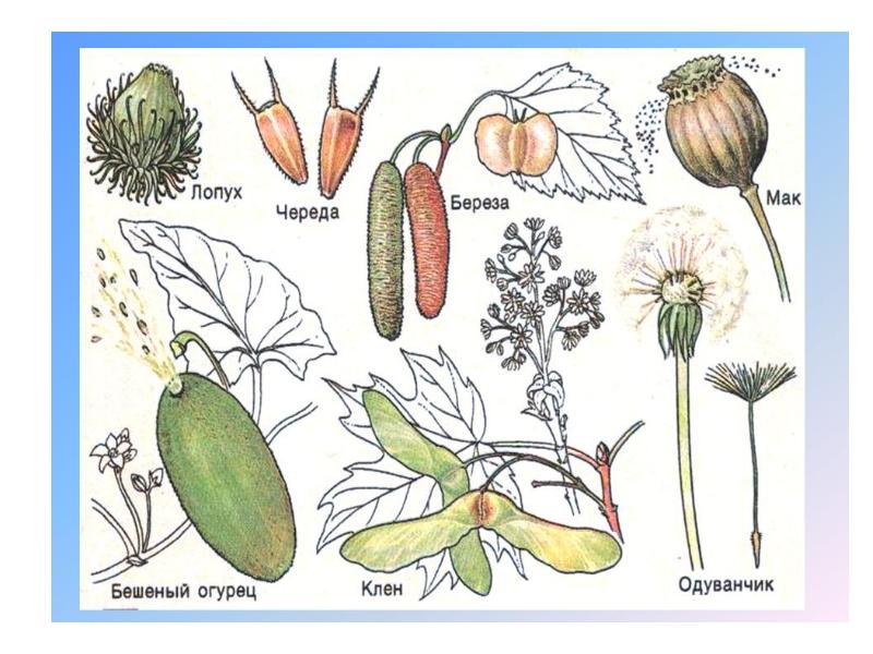 Плоды и семена картинки для детей