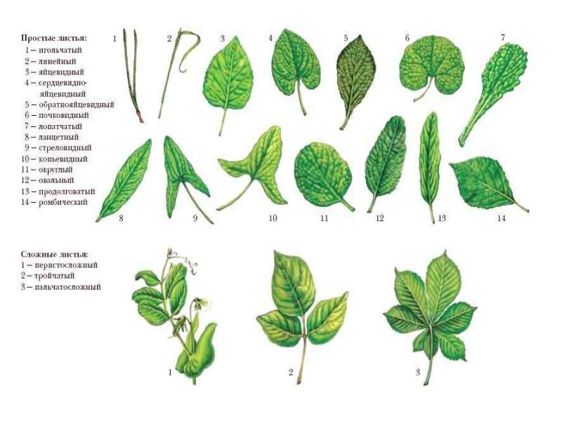 Простых листьев. Форма листовой пластинки осины. Жилкование клевера. Жилкование листа клевера. Жилкование листьев у клевера.