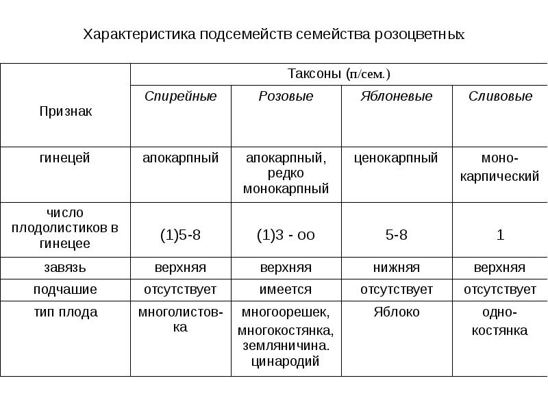 Описание семейства розоцветных по плану 6 класс биология