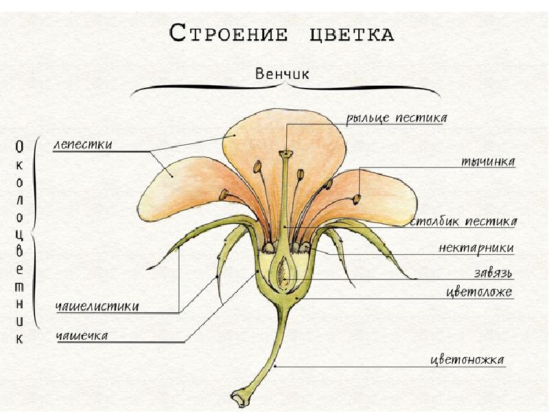 Орган цветкового растения обозначенный на рисунке буквой а является