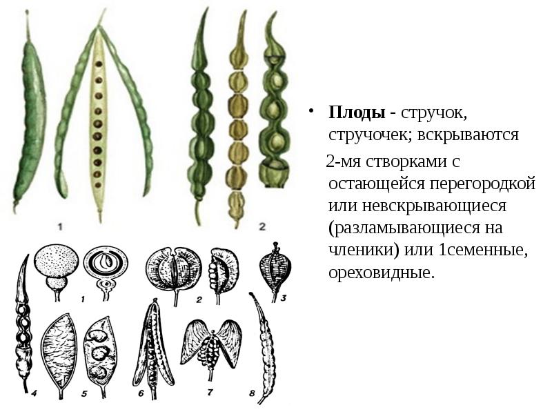 Презентация покрытосеменные растения 7 класс