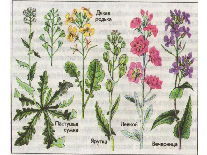 Картинка сложноцветные растения