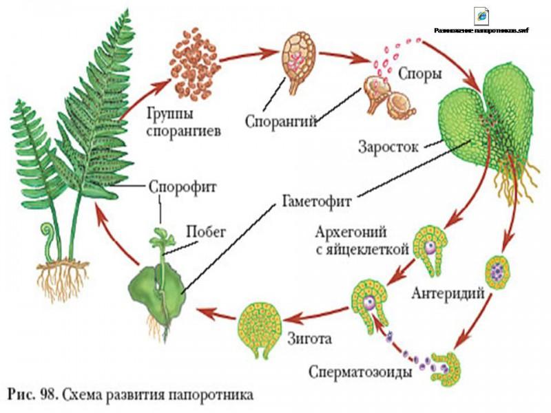 Биология рисунок 112