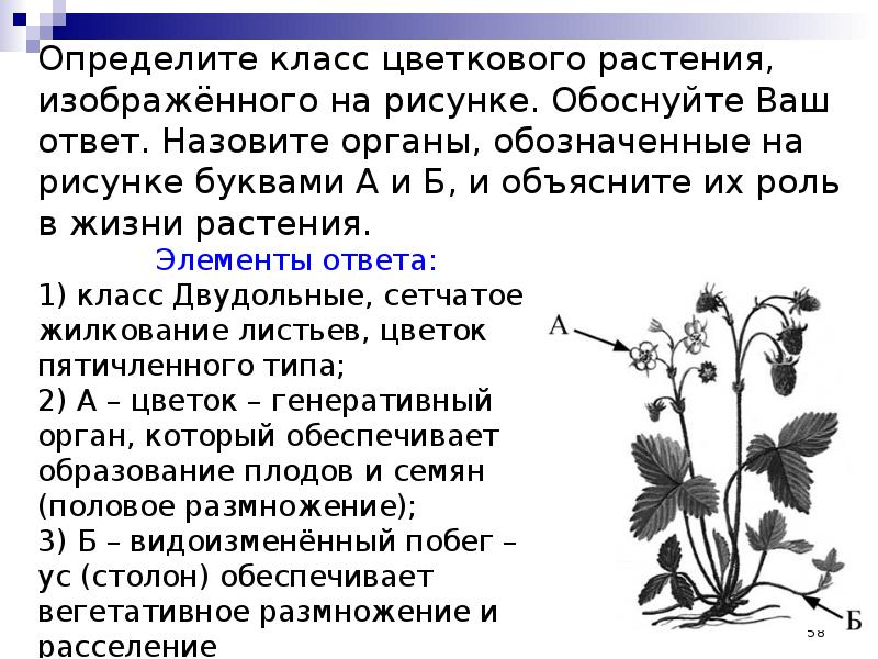 Презентация ботаника подготовка к егэ по биологии