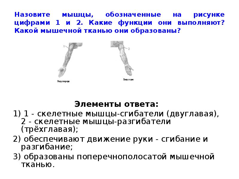 Что обозначено на рисунке цифрами 1 2 3 какие функции выполняют указанные структуры