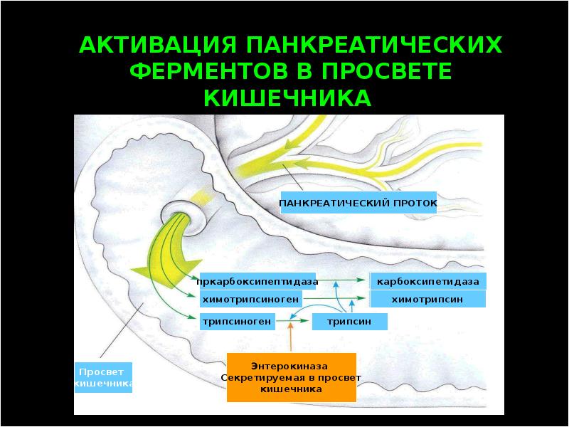 Патология выделительной системы презентация