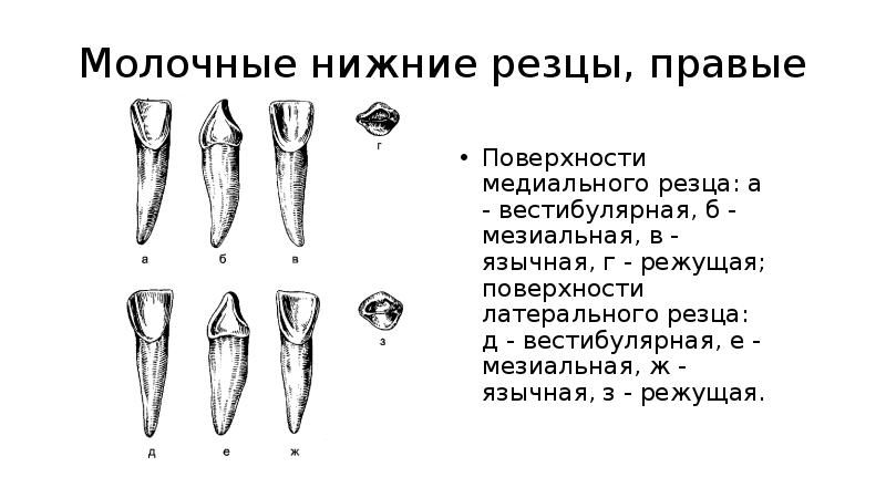 Анатомия резцов. Молочный зуб резец Нижний строение. Латеральный верхний резец правый. Молочный резец строение. Язычная поверхность медиального резца.