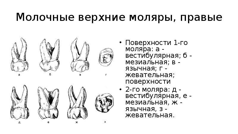 Первые постоянные моляры. Правый второй верхний моляр. Второй верхний моляр каналы.