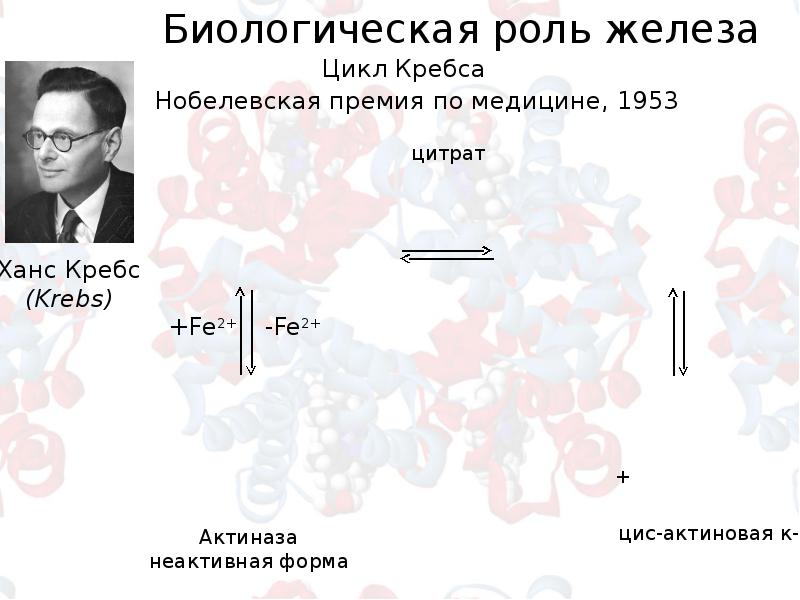 Цикл железа. Бионеорганические циклы в человеке.