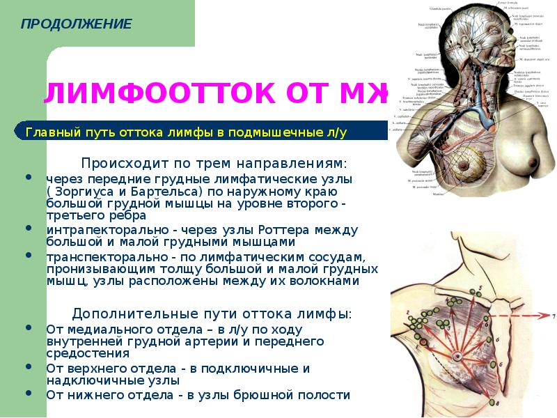 Лимфоузлы Грудные У Женщин Фото