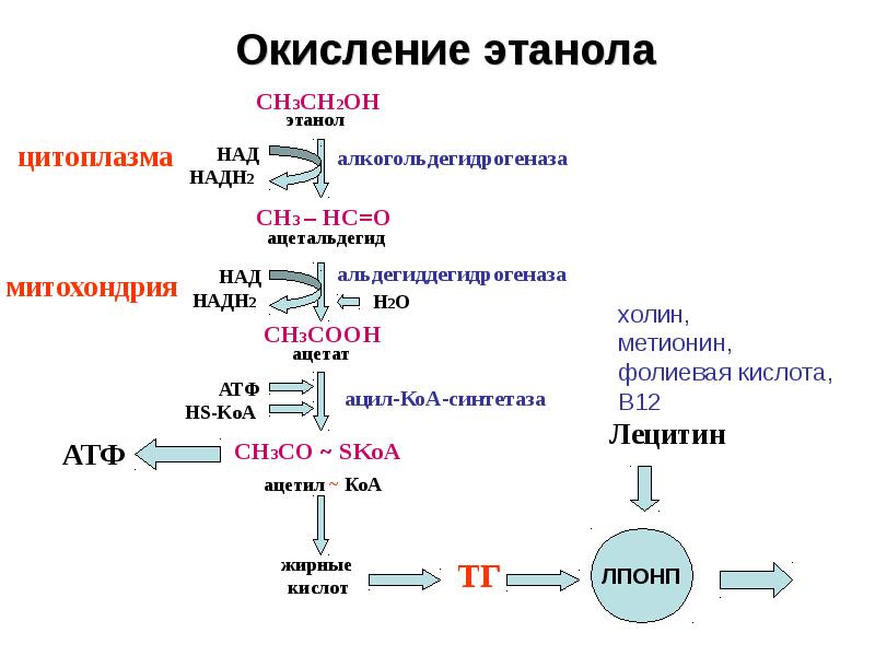 План по биохимии