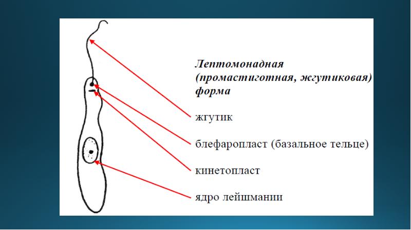 Реферат: Восточная кожная язва (лейшманиозы)