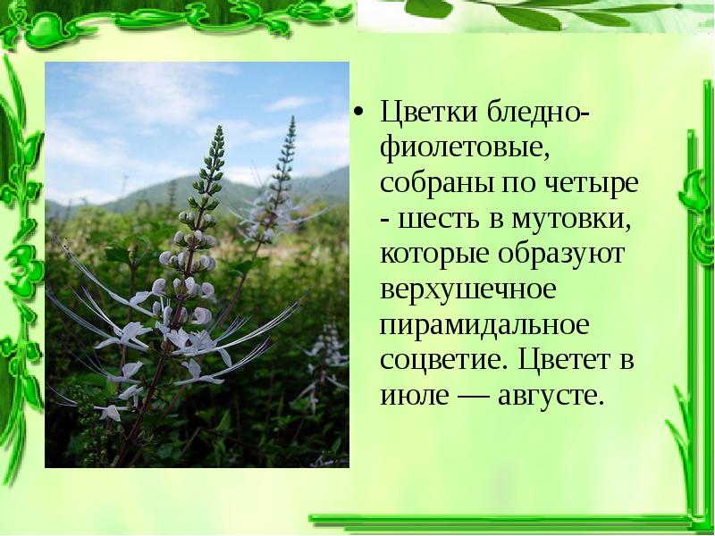дихазий соцветие. соцветие извилина схема. соцветие мутовка примеры. соцветие мутовка примеры. моноподиальные соцветия.
