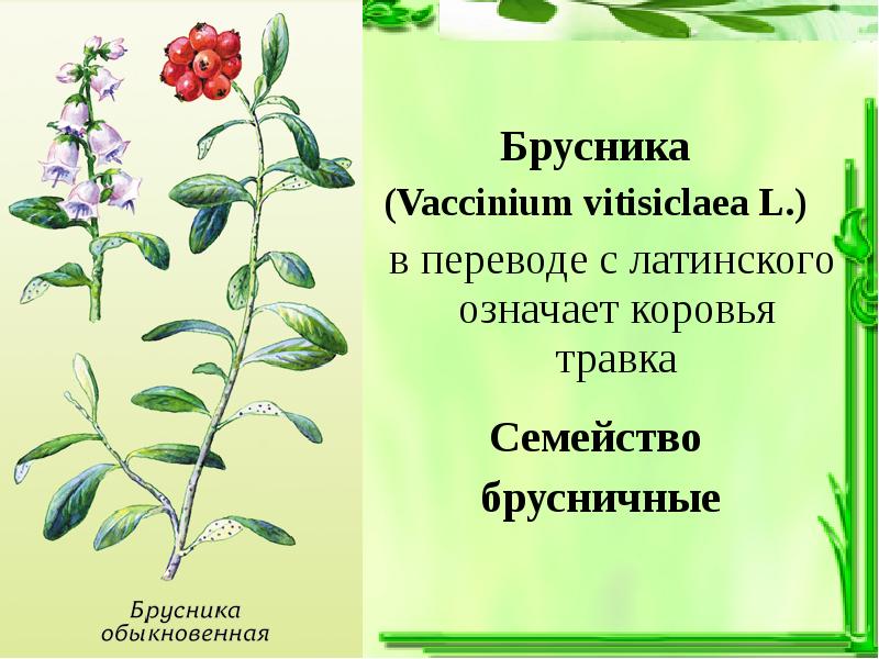 Мочегонные растения презентация