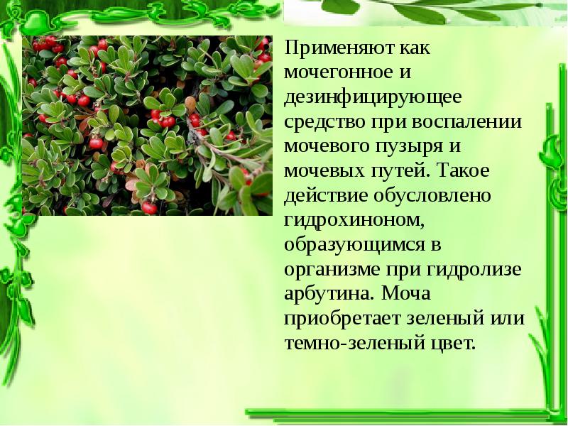 Мочегонные растения. Лекарственные растения мочегонного действия. Лекарственные растения обладающие диуретическим действием. Лекарственные травы,обладающие мочегонным эффектом.