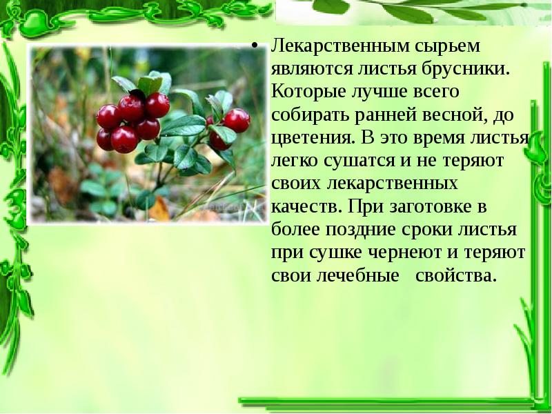 Рассказ брусника на дзене. Брусника презентация. Брусника описание растения. Брусника лекарственное растение. Сообщение о бруснике.