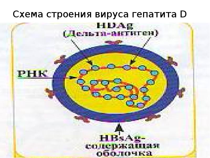 Схема строения вируса гепатита а