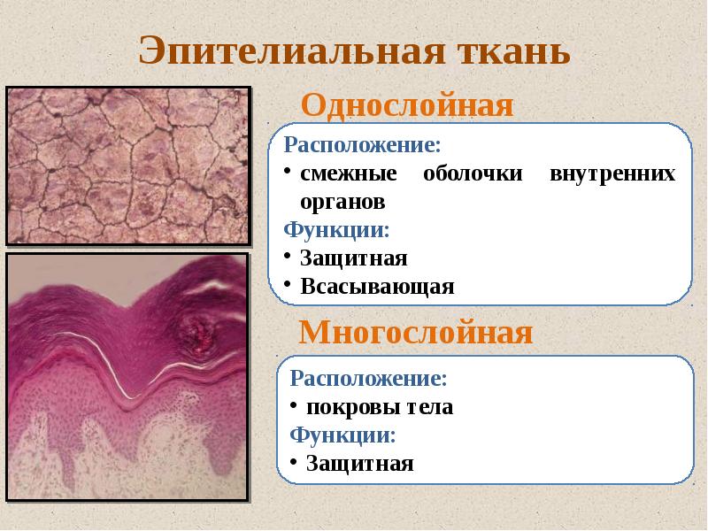 Названия тканей человека. Ткани человека эпителиальная ткань. Ткани эпителиальная соединительная мышечная нервная. Однослойная эпителиальная ткань. Структура тканей человека.