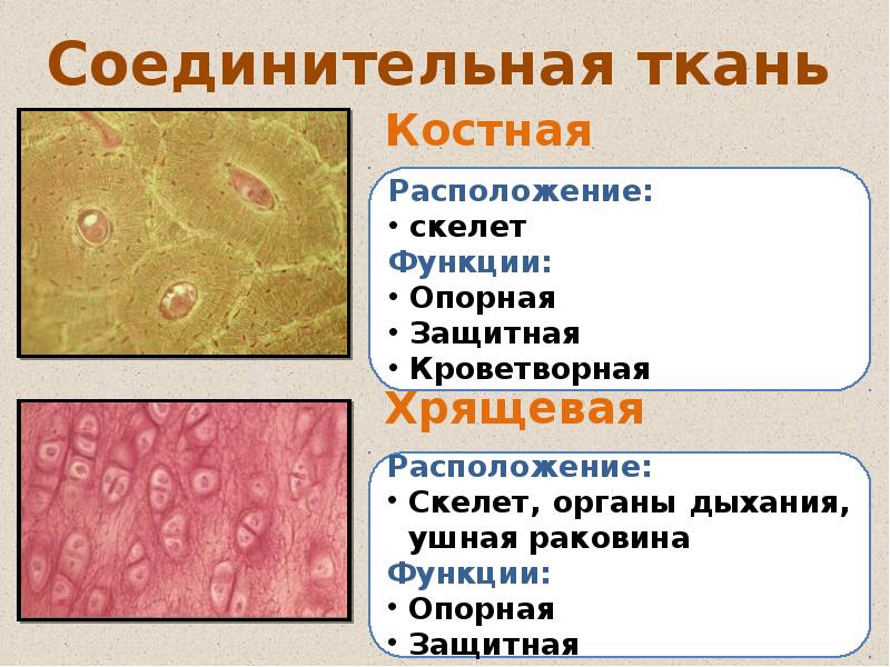 Соединительная ткань какие. Соединительная ткань строение и функции 8 класс. Функции соединительной ткани в организме человека. Структура тканей человека. Ткани анатомия человека.
