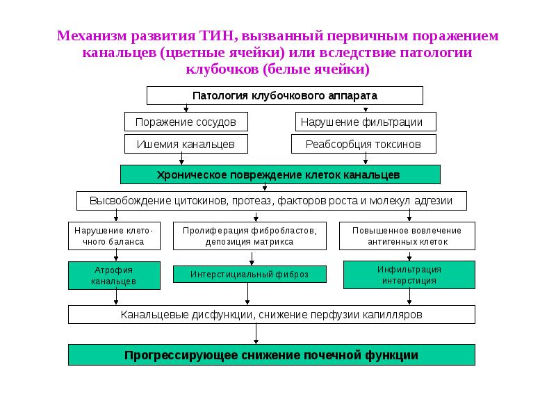 Механизм эволюции схема