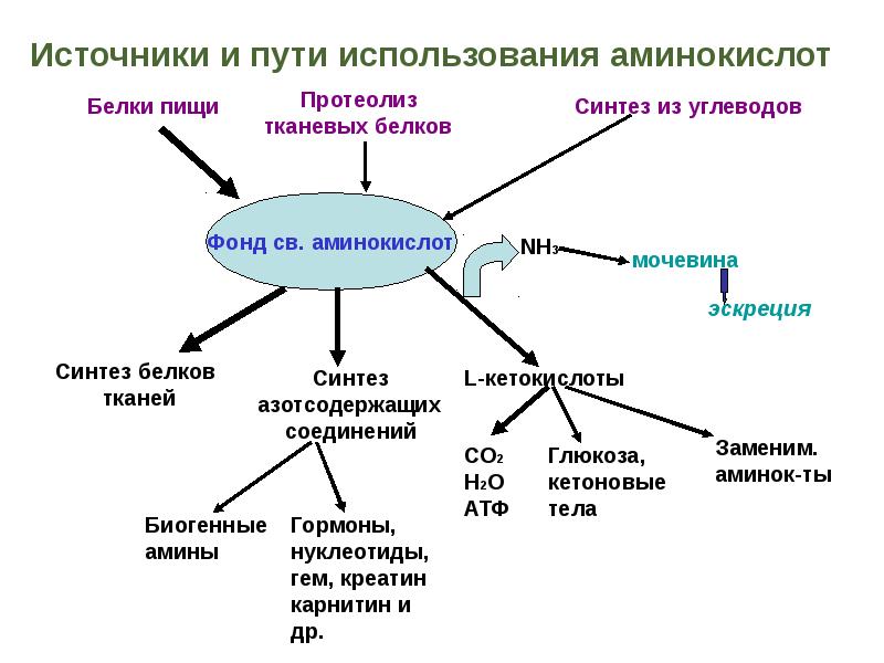 Метаболизм түрлері презентация