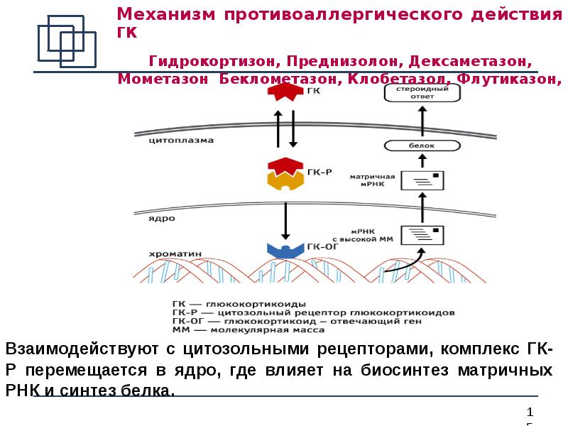 Механизм действия противоаллергических средств