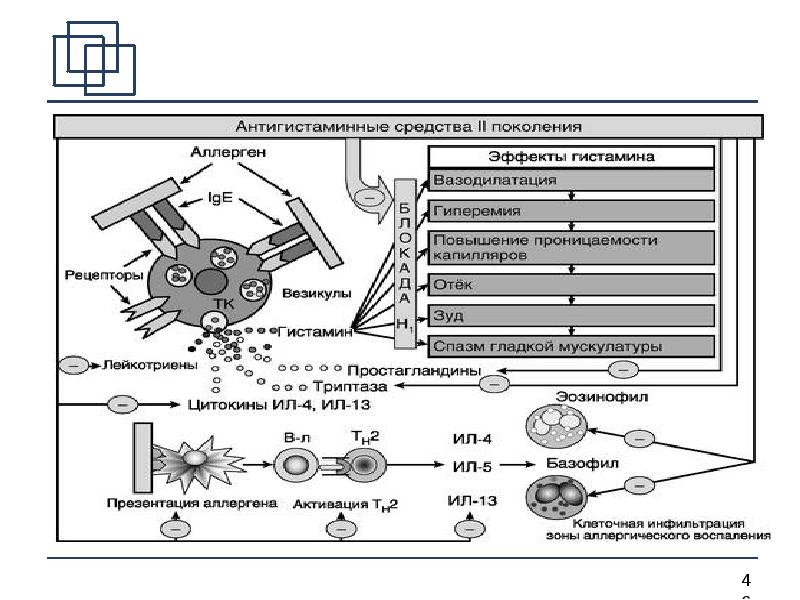 Антигистаминные механизмы. Механизм действия антигистаминных препаратов схема. Механизм действия н1 антигистаминных препаратов. Механизм действия антигистаминных препаратов 1 поколения. Схема действия противоаллергических средств.