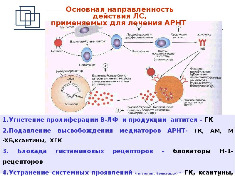 Механизм действия противоаллергических средств