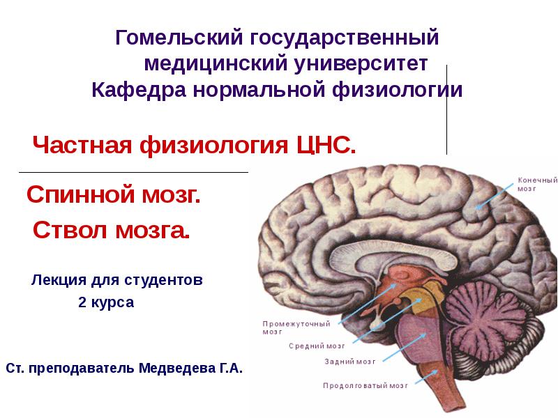 Доклад: Спинной мозг