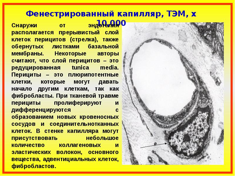 Слои капилляров. Фенестрированный капилляр строение. Фенестрированные капилляры гистология. Капилляры фенестрированного типа. Фенестрированный Тип капилляров.