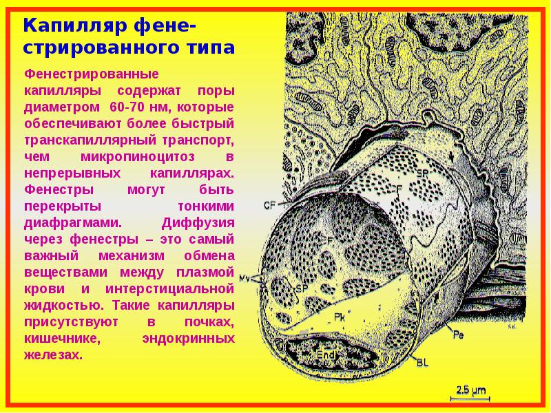 Функции капилляров. Капилляры фенестрированного типа. Фенестрированный Тип капилляров. Строение капилляра гистология. Фенестрированные капилляры строение.