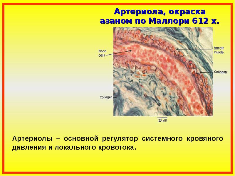 Наличие оболочки. Строение артериолы. Артериола гистология окраска по Маллори. Строение и функции артериол. Строение артериол.