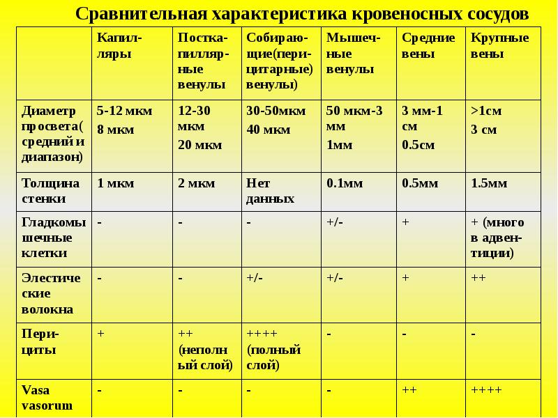 Характеристика артерий и вен