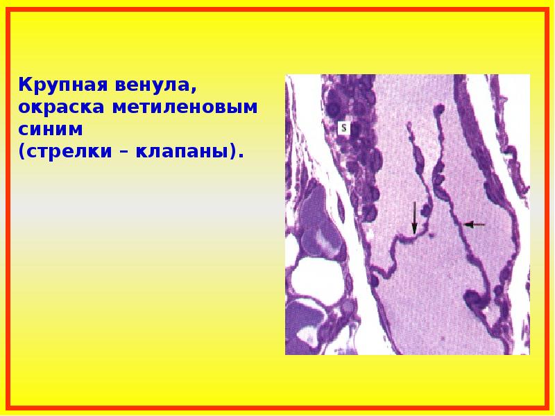 Общая ангиология