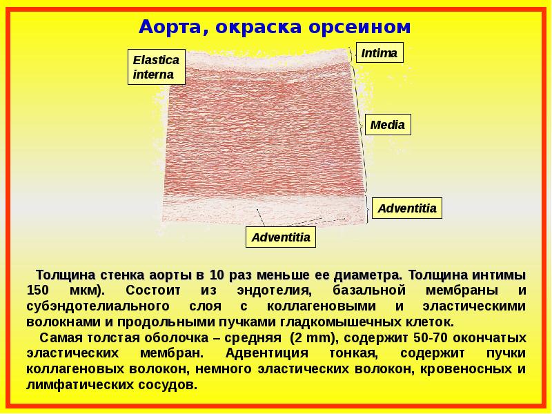 Общая ангиология